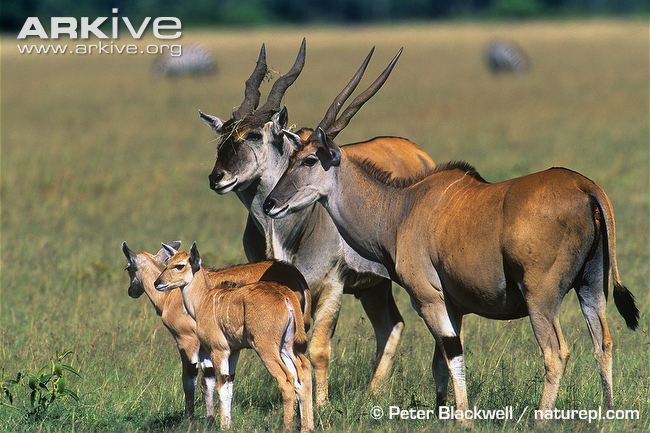 eland 1